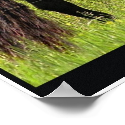 Poster Friesian (Coin)