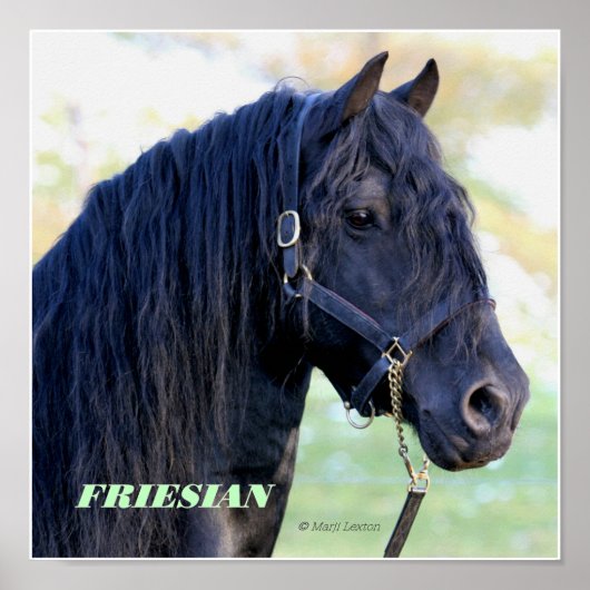 Poster Friesian (Devant)