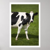 Poster Friesian cow (Devant)