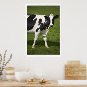 Poster Friesian cow (Cuisine)
