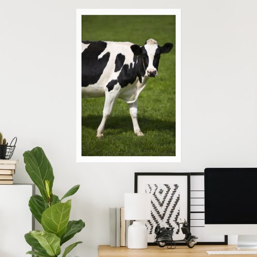 Poster Friesian cow (Bureau à domicile)