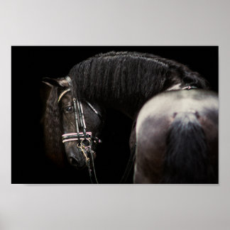 Poster Friesian Stallion