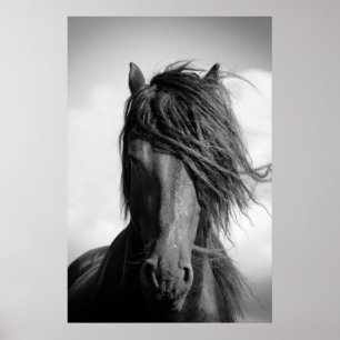 Poster Friesian Stallion au vent.