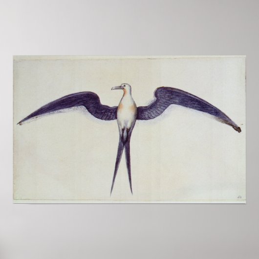 Poster Frigate Bird (Devant)