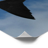 Poster Frigate Bird (Fragata), îles Galapagos 1 (Coin)