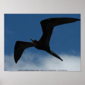 Poster Frigate Bird (Fragata), îles Galapagos 1 (Devant)