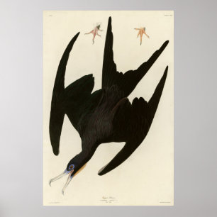 Poster Frigate Pelican (Magnificent Frigatebird) Audubon