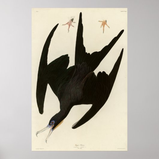 Poster Frigate Pelican (Magnificent Frigatebird) Audubon (Devant)