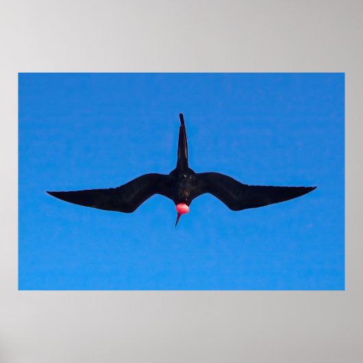 Poster Frigatebird de dessous (Devant)