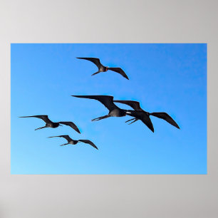Poster Frigatebird Flock