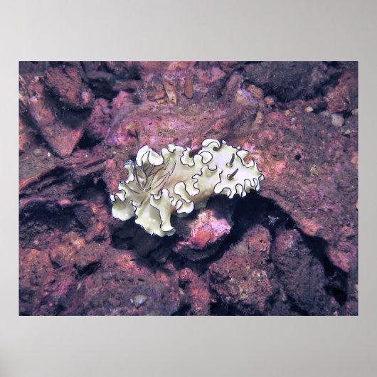 Poster Frilly Nudibranche (Devant)