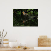 Poster Fringilla coelebs (Cuisine)