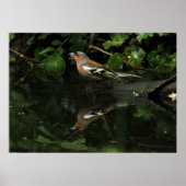 Poster Fringilla coelebs (Devant)