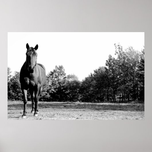 Poster Frisco (Devant)