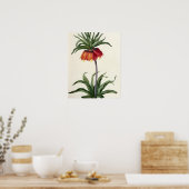 Poster Fritillaria Imperialis de, "Les Lilacees", 1802- (Cuisine)