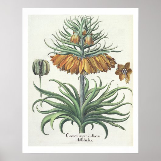 Poster Fritillary : Corona Imperialis florum Classe (Devant)