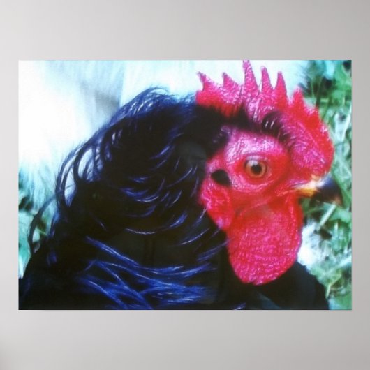 Poster Frizzle noir (Bugsy) (Devant)