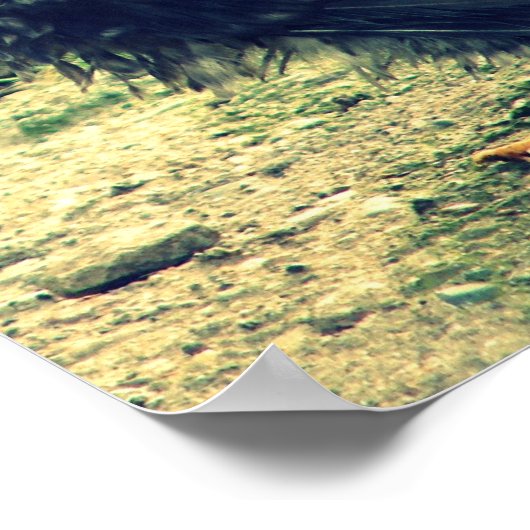 Poster Frizzle Rooster (Coin)