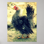 Poster Frizzle Rooster (Devant)