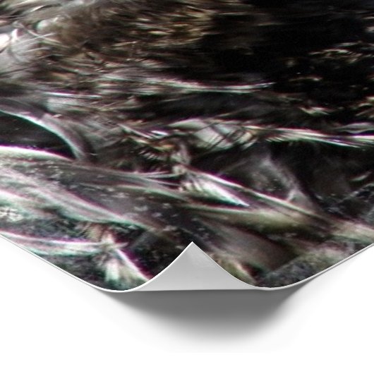 Poster Frizzle Rooster (Coin)