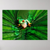 Poster Frog 4 (Devant)