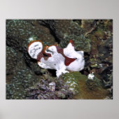 Poster Frogfish (Devant)