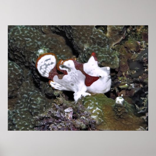 Poster Frogfish (Devant)