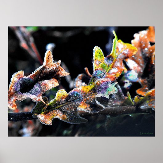 Poster Froid de fée de chêne (Devant)