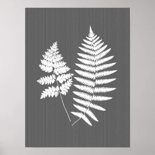 Poster Fronds de fougères, blanc sur gris charbon / gris (Devant)