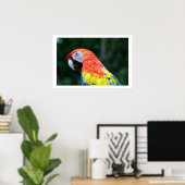 Poster frontière de scarlet macaw (Bureau à domicile)