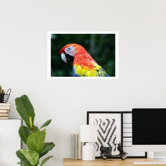 Poster frontière de scarlet macaw (Bureau à domicile)