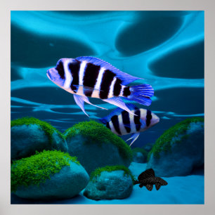 Poster Frontosa Cichlid Plecostomus Aquarium Poisson