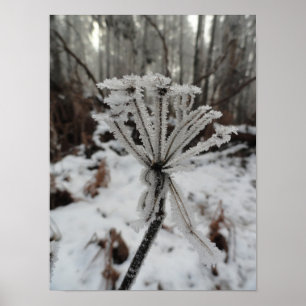 Poster Frost d'hiver sur les plantes dans la forêt