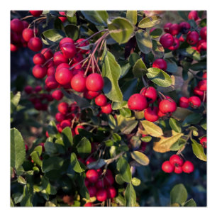 Poster Fruit d'automne