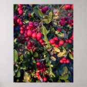 Poster Fruit d'automne (Devant)