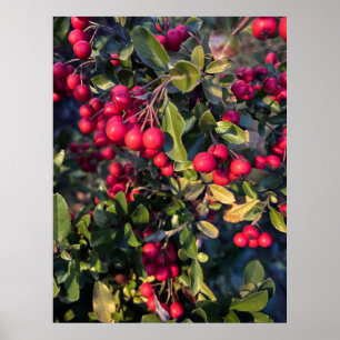 Poster Fruit d'automne