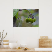 Poster Fruit de clarté (Cuisine)