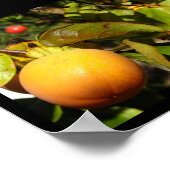 Poster Fruit de kaki dans l'arbre (Coin)