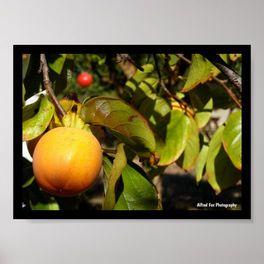 Poster Fruit de kaki dans l'arbre (Devant)