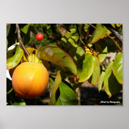 Poster Fruit de kaki dans l'arbre (Devant)