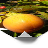Poster Fruit de kaki dans l'arbre (Coin)