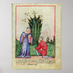 Poster Fruit de mandragore, from Tacuinum Sanitatis