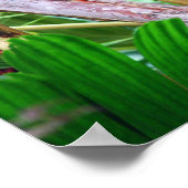 Poster Fruit de palmier à Hawaii (Coin)