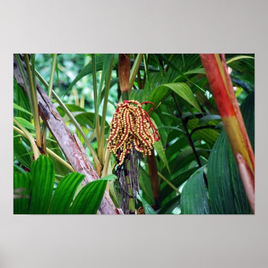 Poster Fruit de palmier à Hawaii (Devant)