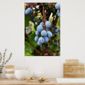 Poster Fruit d'épine noire (Cuisine)