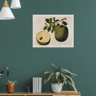 Poster Fruit et feuillage durian