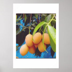 Poster Fruit exotique Gandaria - Mangue prune tropicale r