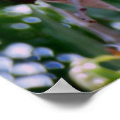 Poster Fruit Lychee (Coin)