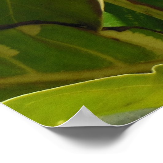 Poster Fruit non i non traité (Coin)