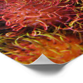 Poster Fruit tropical rambutan (Coin)